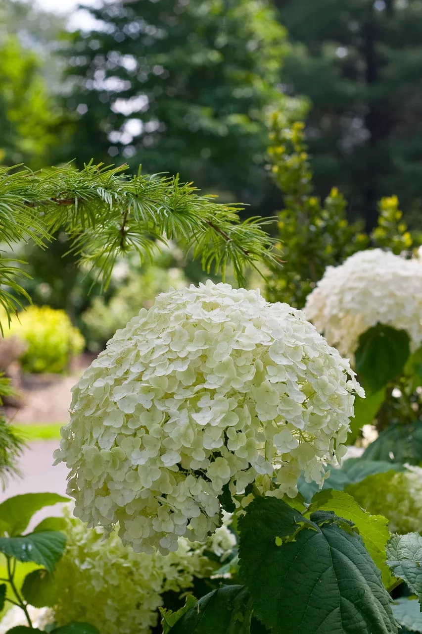 Hydrangea Arborescens 'Incrediball'