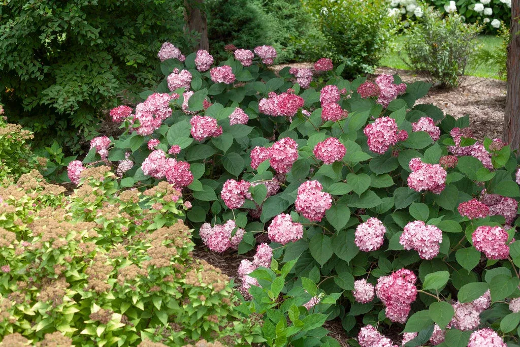 Hydrangea Arborescens 'Invincibelle Ruby'