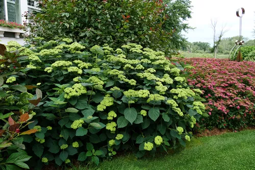 Hydrangea arborescens 'Invincibelle Sublime' / Invincibelle Sublime Hydrangea