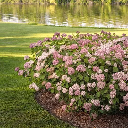 Hydrangea arborescens 'NCHA2'- Invincibelle Spirit II Hydrangea