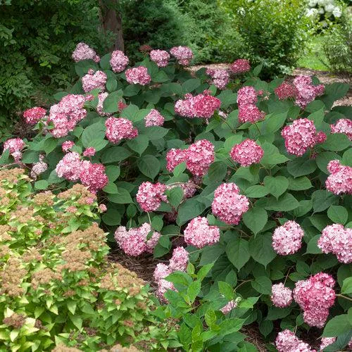 Hydrangea arborescens 'NCHA3'- Invincibelle Ruby Hydrangea