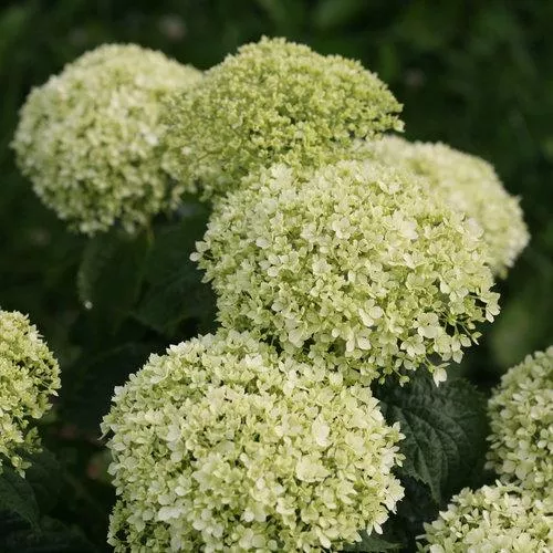 Hydrangea arborescens 'NCHA8'- Invincibelle Limetta Smooth Hydrangea