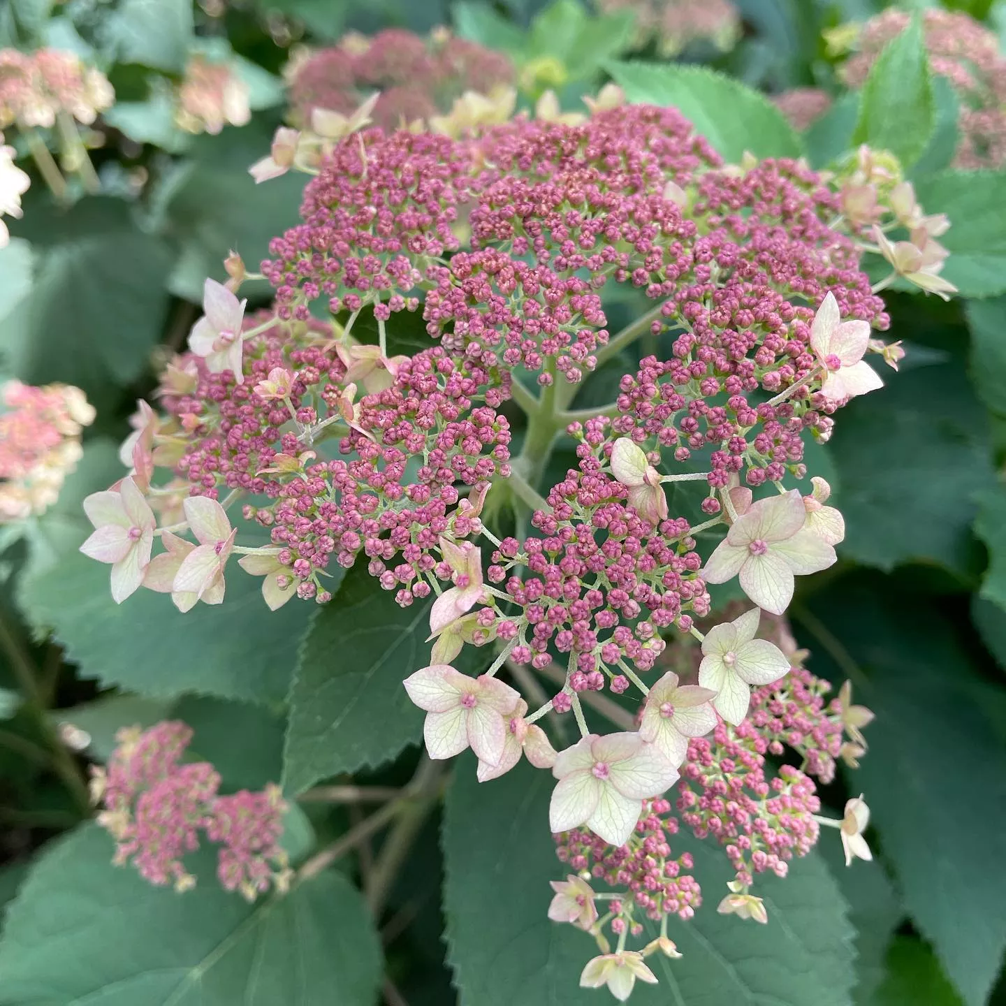 Hydrangea arborescens 'SMHALP'- Pinky Pollen Ring™ Hydrangea