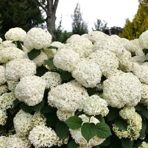 Hydrangea arborescens 'SMNHAGOV'- PW Incrediball Storm Proof™ Hydrangea