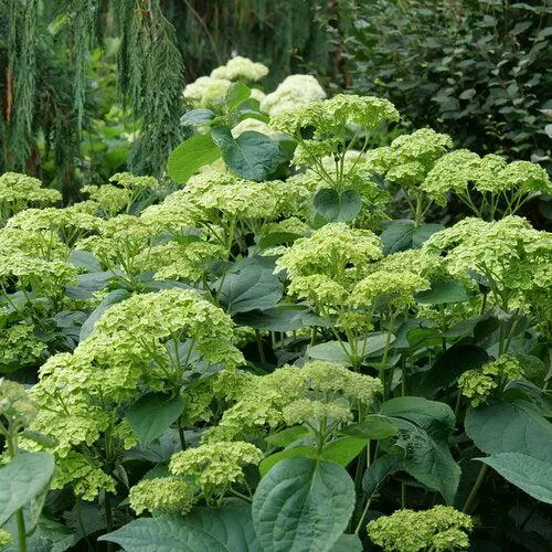 Hydrangea arborescens 'SMNHRL' PP34,418- Invincibelle Sublime™ Smooth Hydrangea
