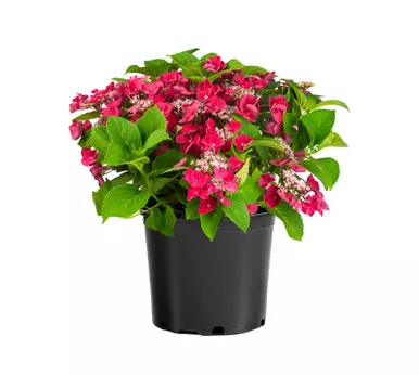 Hydrangea Cherry Explosion™ #3