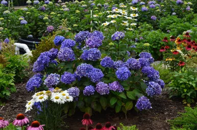 Hydrangea 'Endless Summer BloomStruck' 2 Gallon