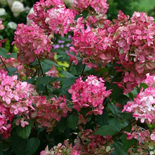 Hydrangea Fire Light - 3 Gallon Pot