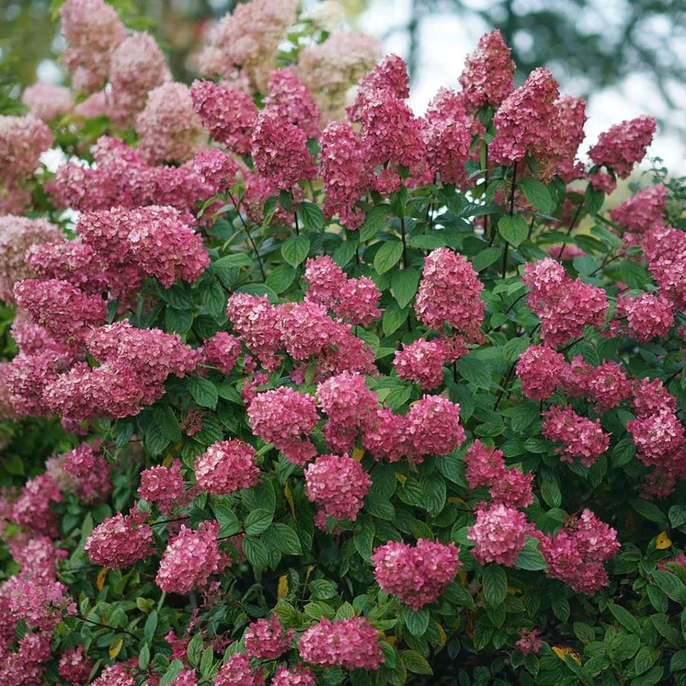 HYDRANGEA Fire Light #3