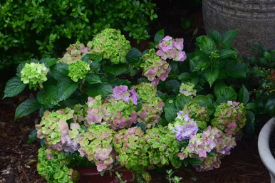 Hydrangea Froggie™ #3