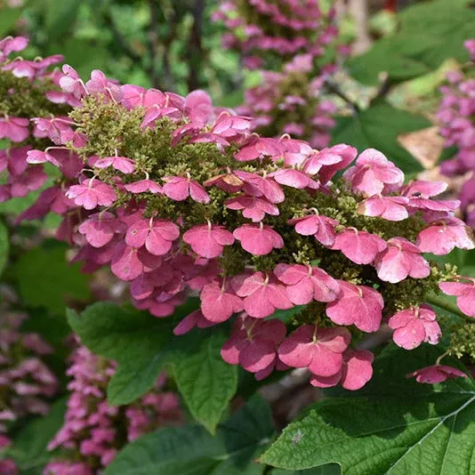 Hydrangea Gatsby Gal Oakleaf - 3 Gallon Pot