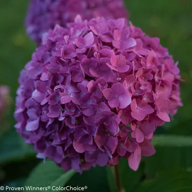 Hydrangea Let's Dance 3 Gallon
