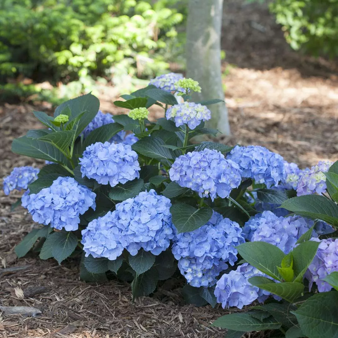 Hydrangea, Let's Dance Blue Jangles Flowering Shrub, 2 Gallon Shrub