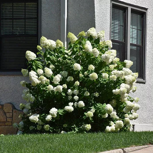 Hydrangea Limelight Prime - 3 Gallon Pot