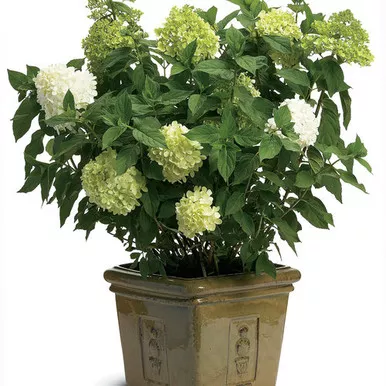 Hydrangea 'Little Limelight' 3 Gallon