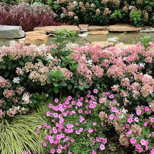 Hydrangea Little Quick Fire - 3 Gallon Pot