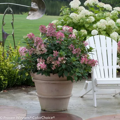 Hydrangea 'Little Quick Fire' 3 Gallon