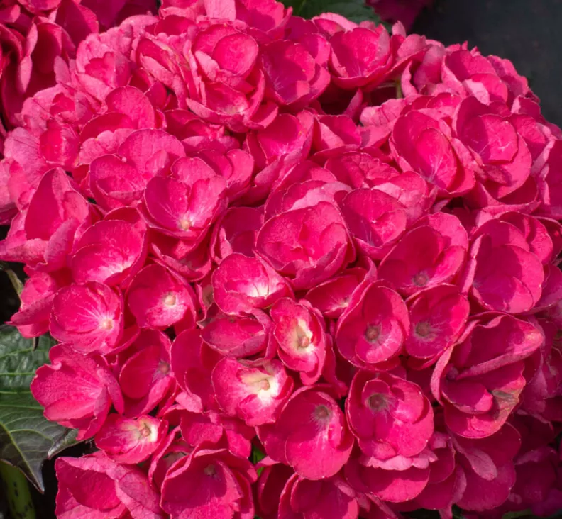 HYDRANGEA M. ‘AKADAMA’G2 BL