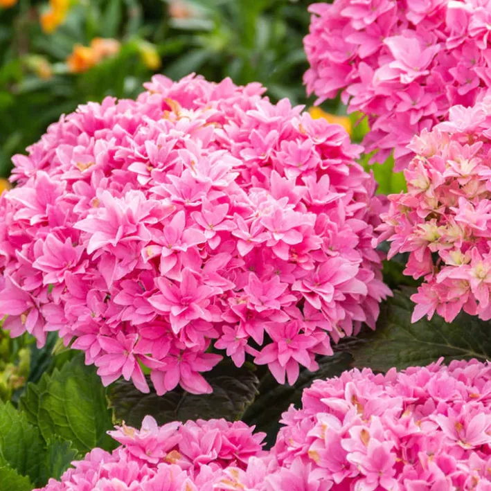 HYDRANGEA M. ‘ STARFIELD’G2BE