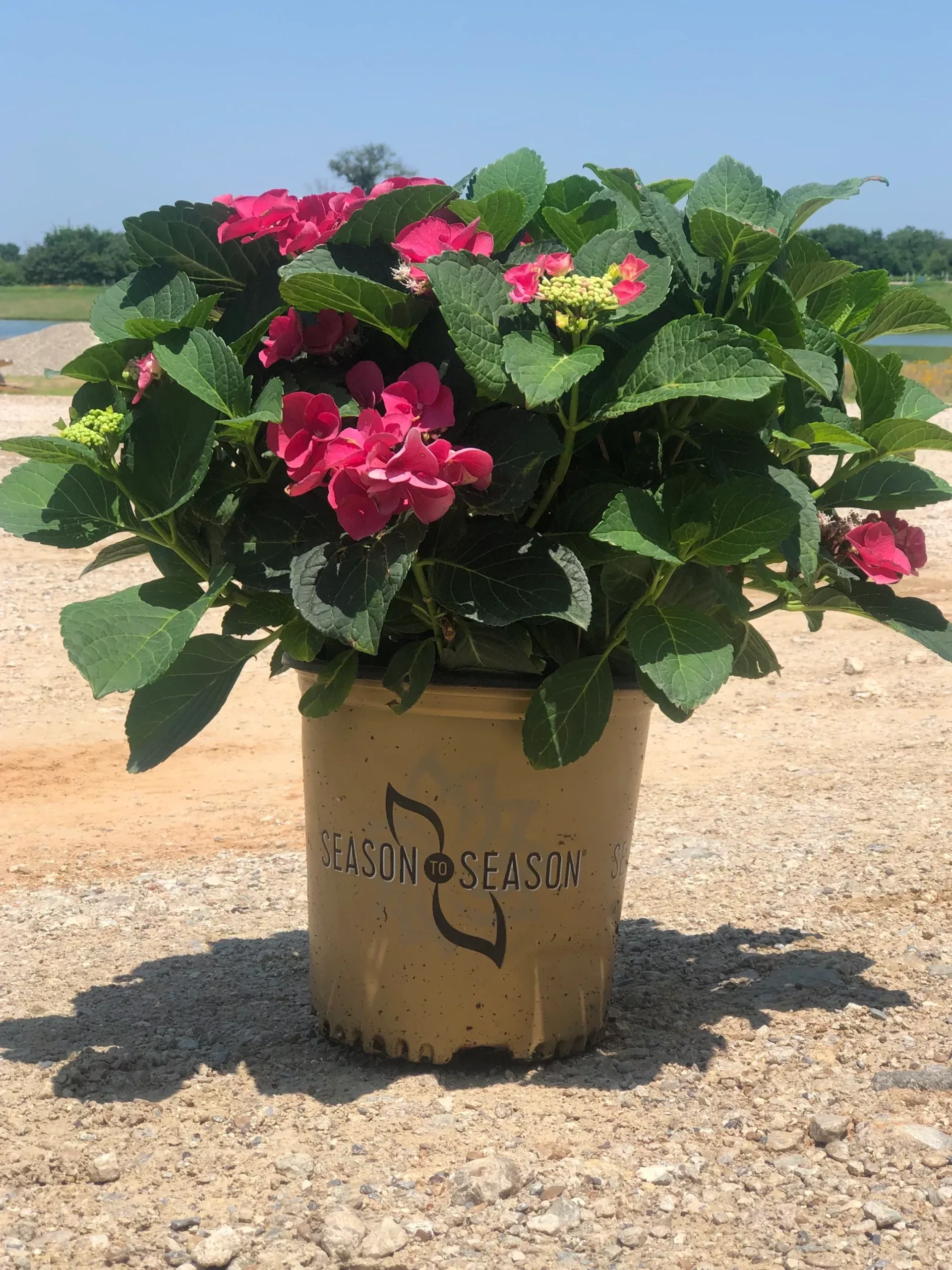 Hydrangea mac. Cherry Explosion™ - 2 Gallon