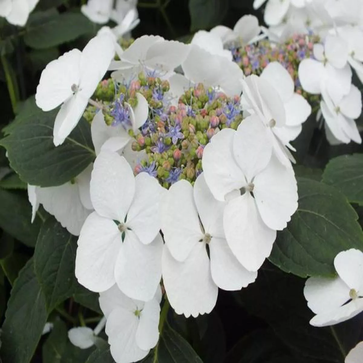 Hydrangea macrophylla Bachstelze