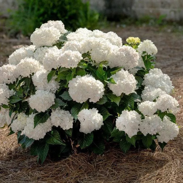 Hydrangea macrophylla 'Bailmaceight'- Endless Summer Dreamcloud Hydrangea