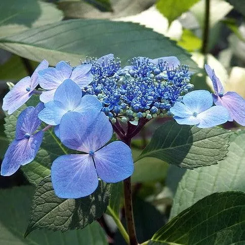 Hydrangea macrophylla 'Bailmacsix'- Endless Summer Pop Star Hydrangea