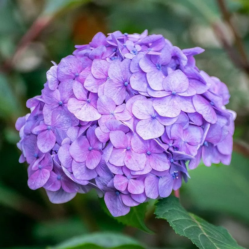 Hydrangea macrophylla 'Bailmer’- Endless Summer The Original Hydrangea