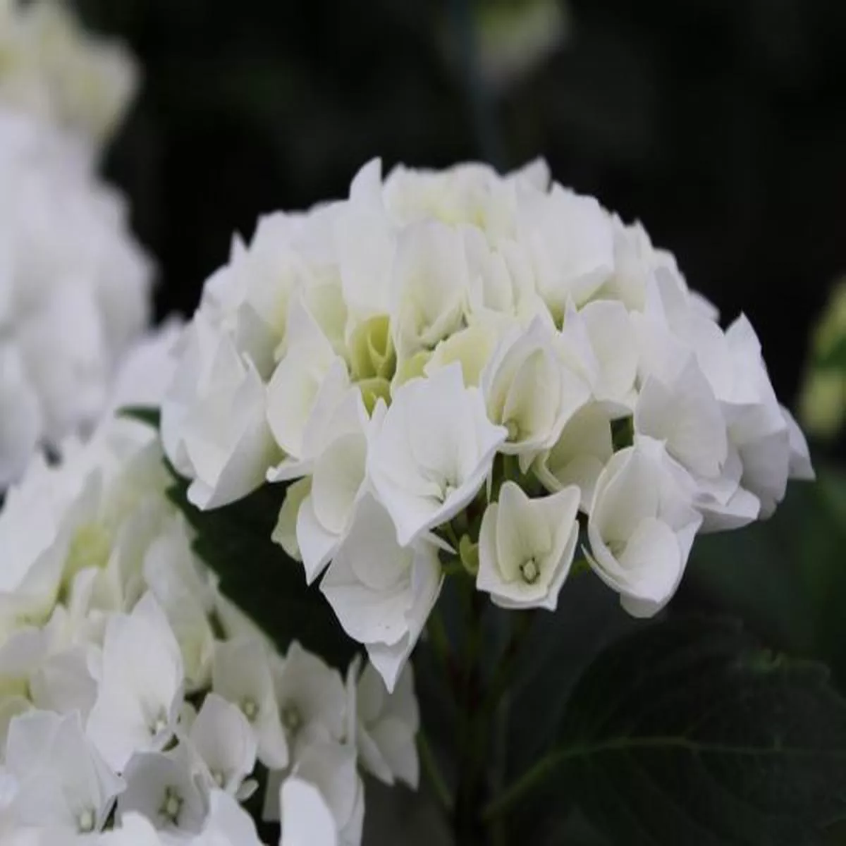 Hydrangea macrophylla Bianco