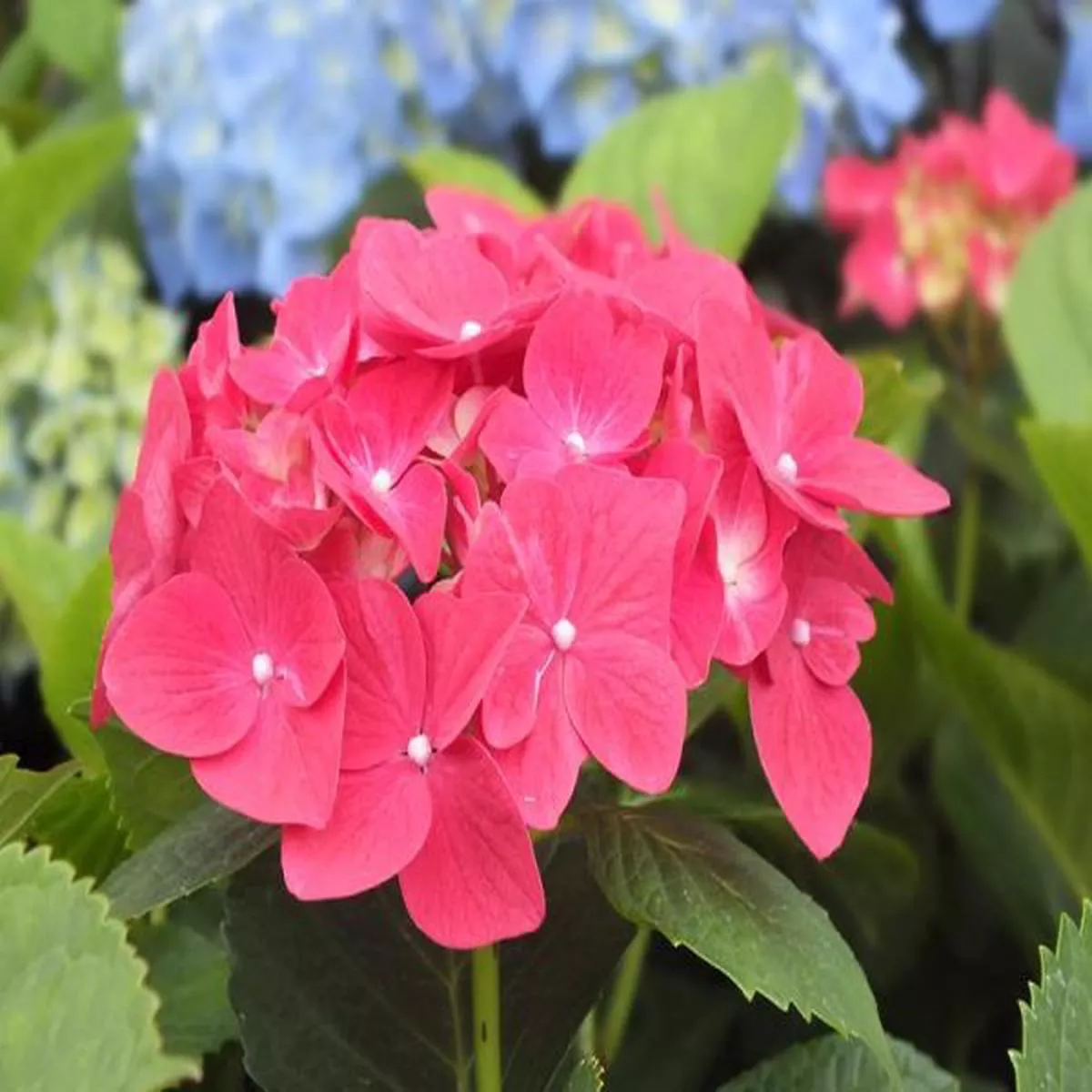 Hydrangea macrophylla Brugg