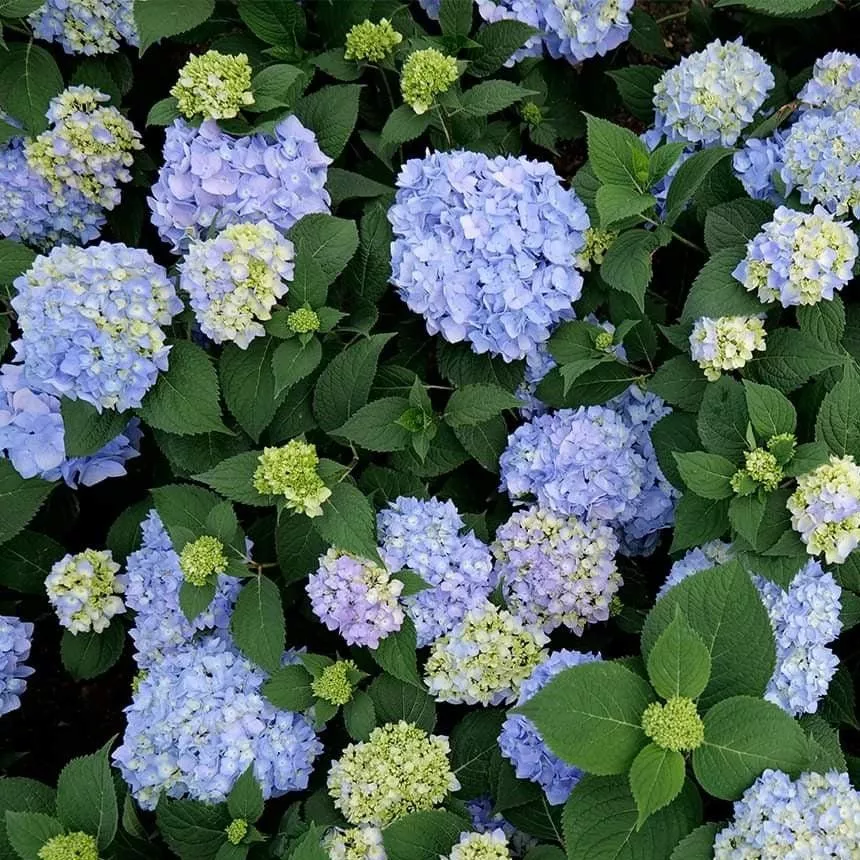 Hydrangea macrophylla 'COF HM1- Azure Skies™ Hydrangea