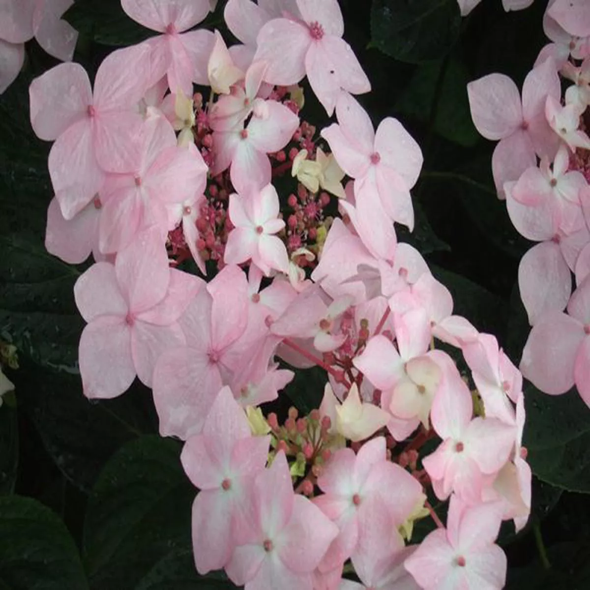 Hydrangea macrophylla Dr Jean Varnier