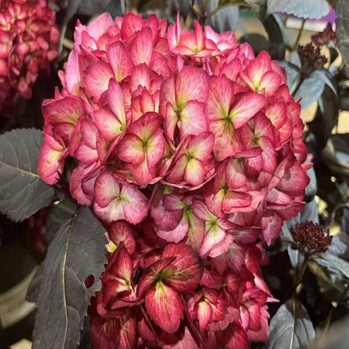 Hydrangea macrophylla Eclipse