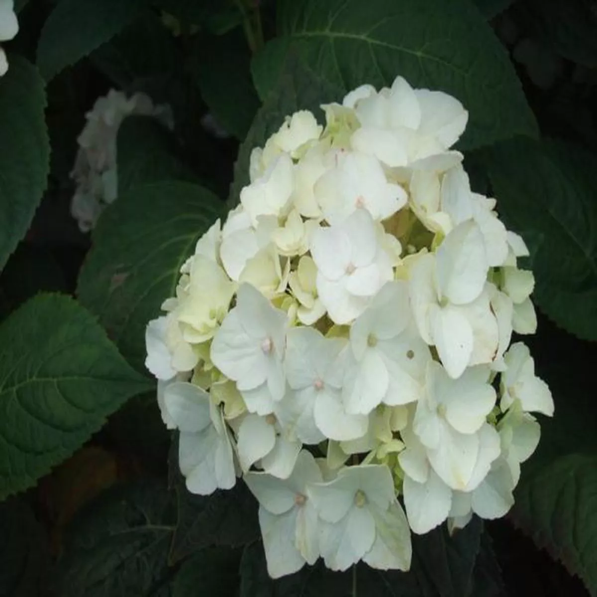 Hydrangea macrophylla Endless Summer The Bride