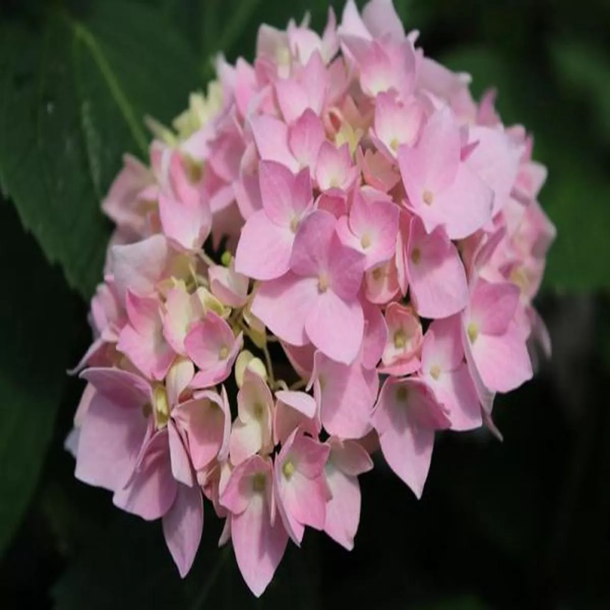 Hydrangea macrophylla Endless Summer Pink