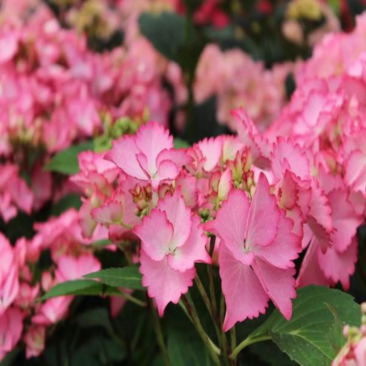 Hydrangea macrophylla French Cancan (Pink)