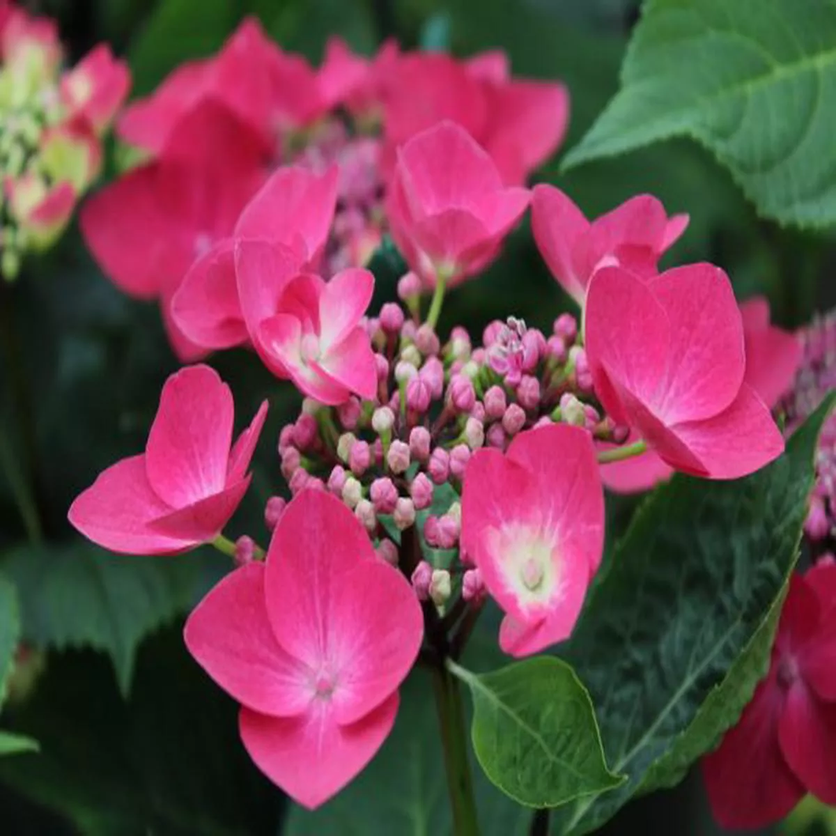 Hydrangea macrophylla Geoffrey Chadbund