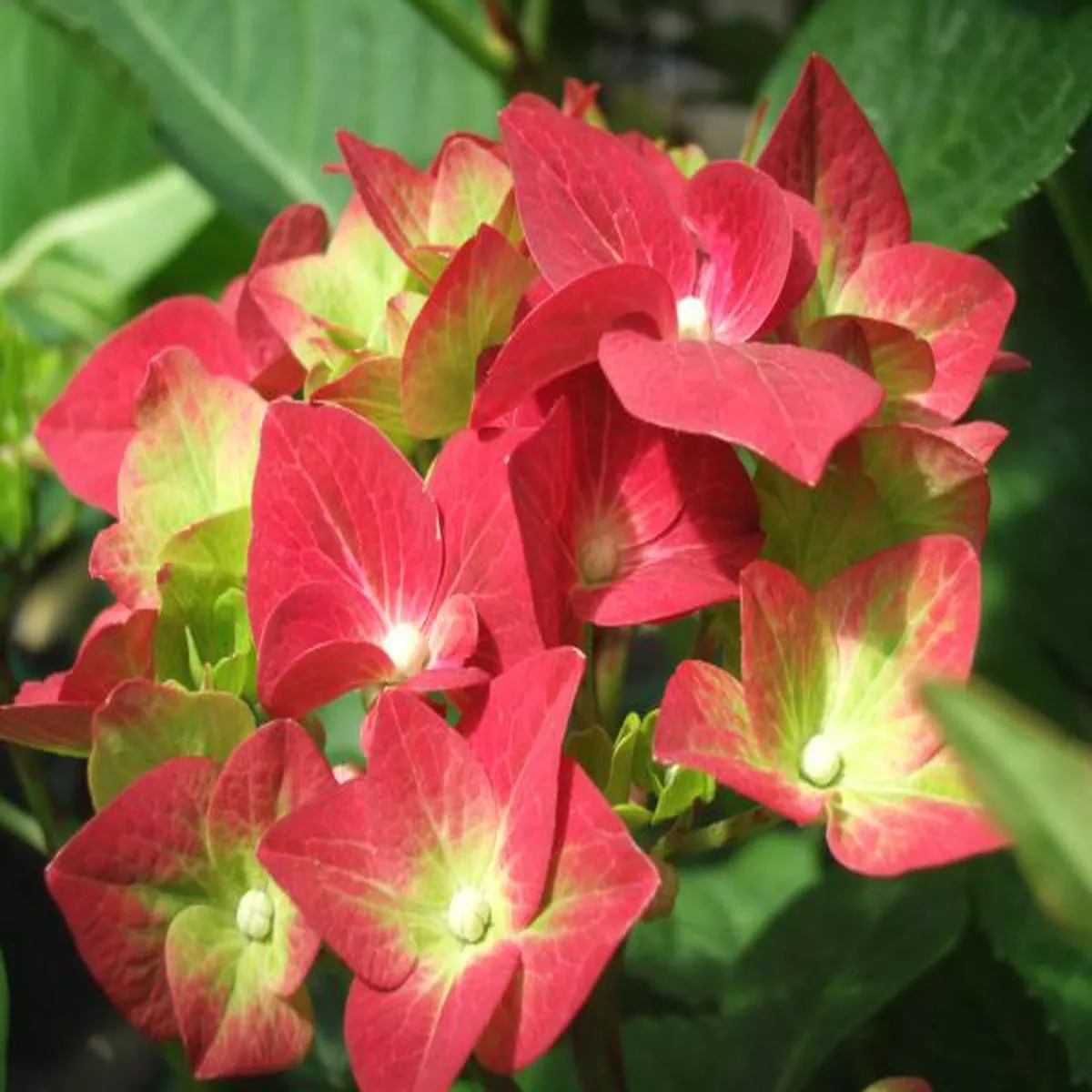 Hydrangea macrophylla Green Shadow