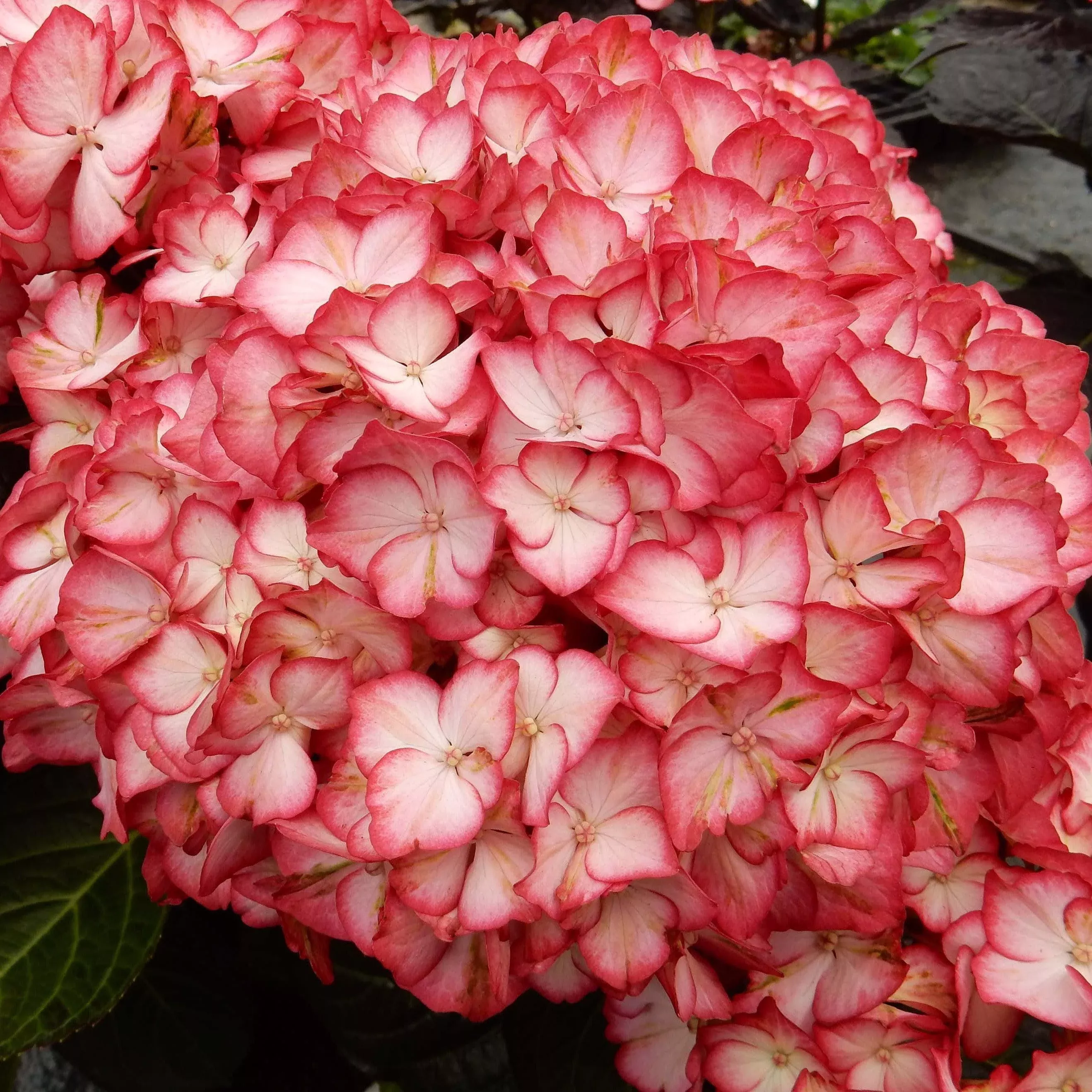 Hydrangea macrophylla 'Hokomabebos’- Bloomin' Easy Kimono Hydrangea