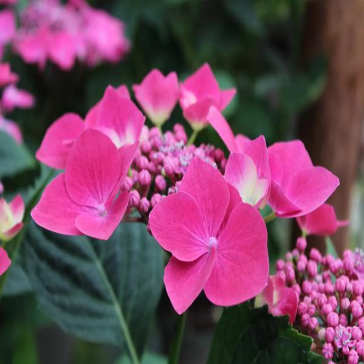 Hydrangea macrophylla Kardinal
