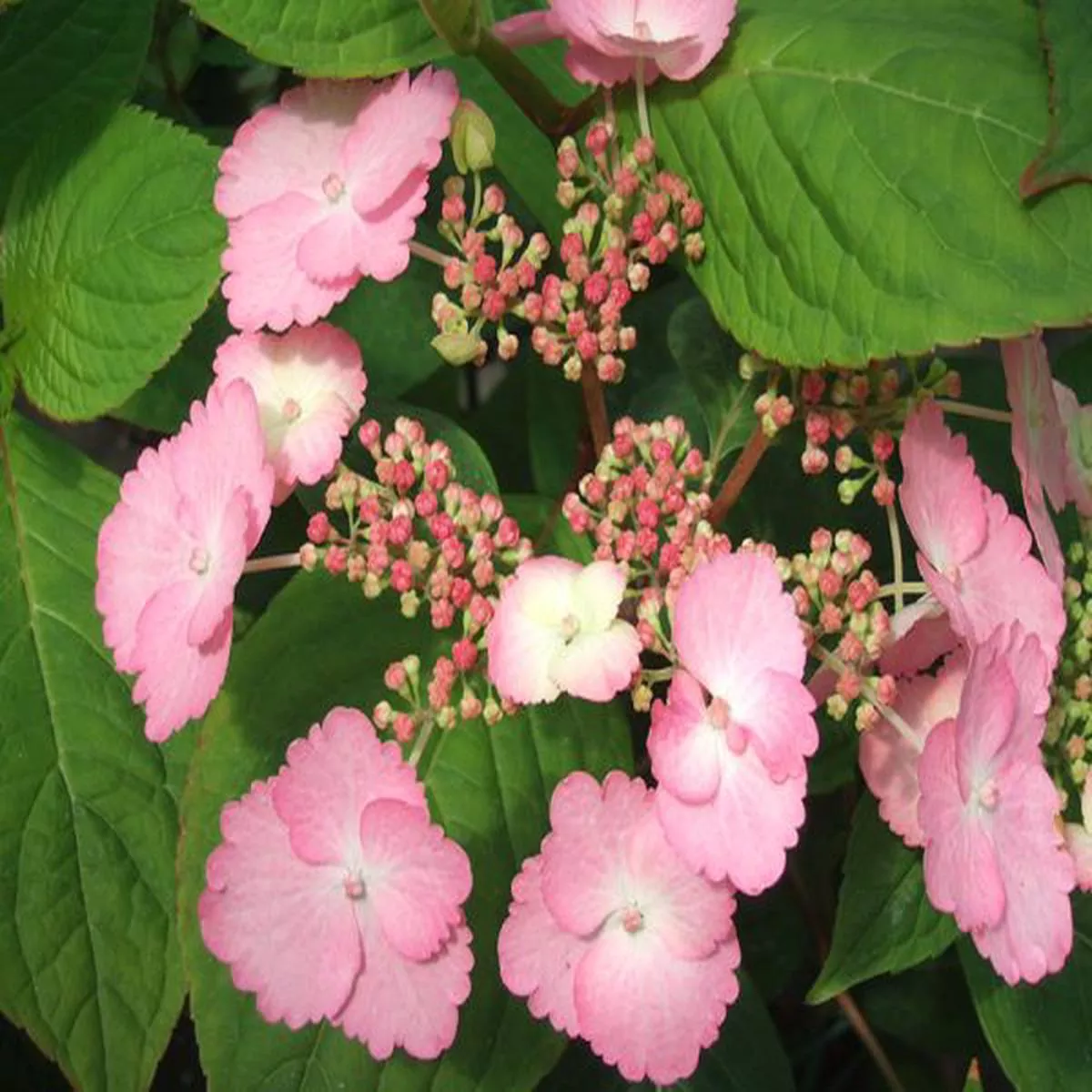 Hydrangea macrophylla Klaveren