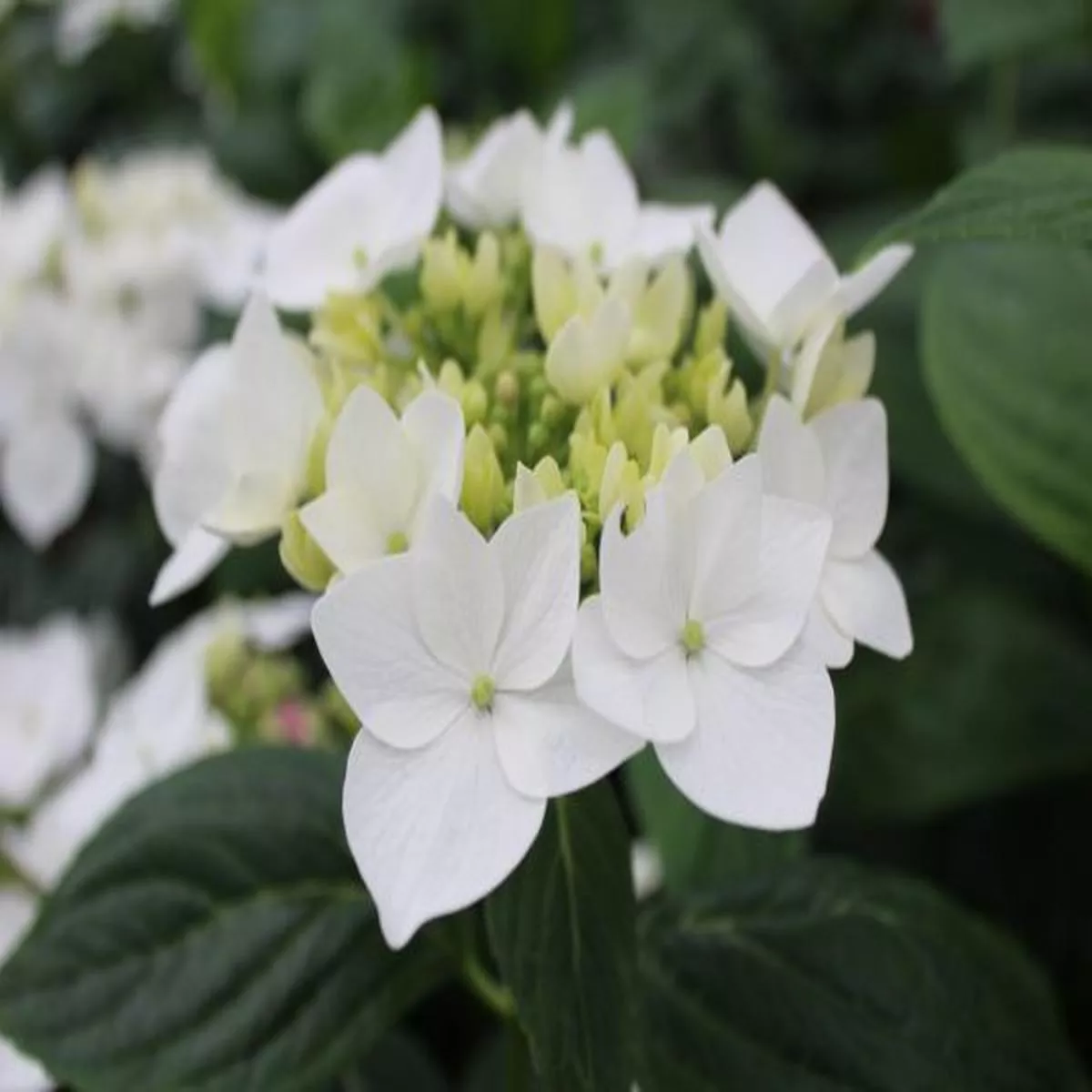 Hydrangea macrophylla Lanarth White