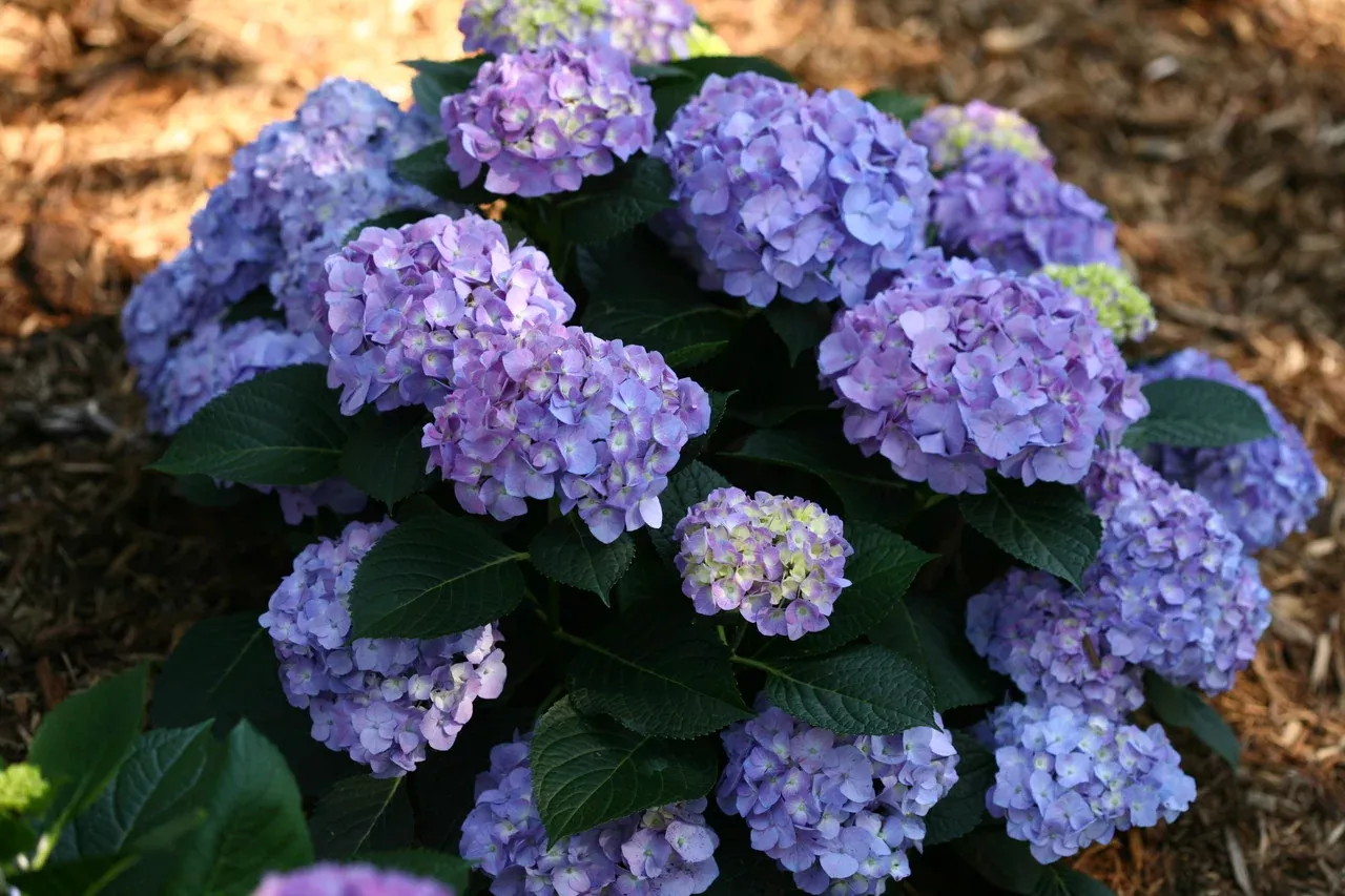Hydrangea Macrophylla 'Let's Dance Blue Jangles'