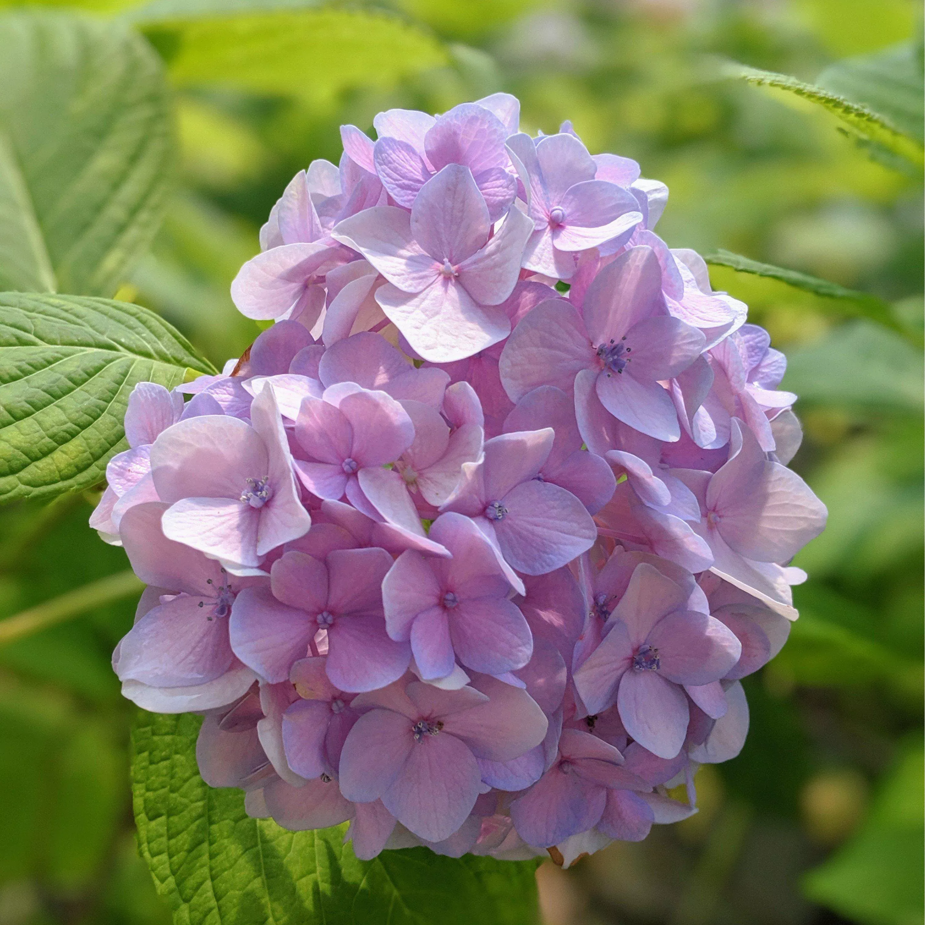 Hydrangea macrophylla 'Nikko Blue'- Nikko Blue Hydrangea