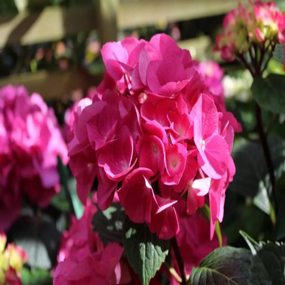 Hydrangea macrophylla Oregon Pride