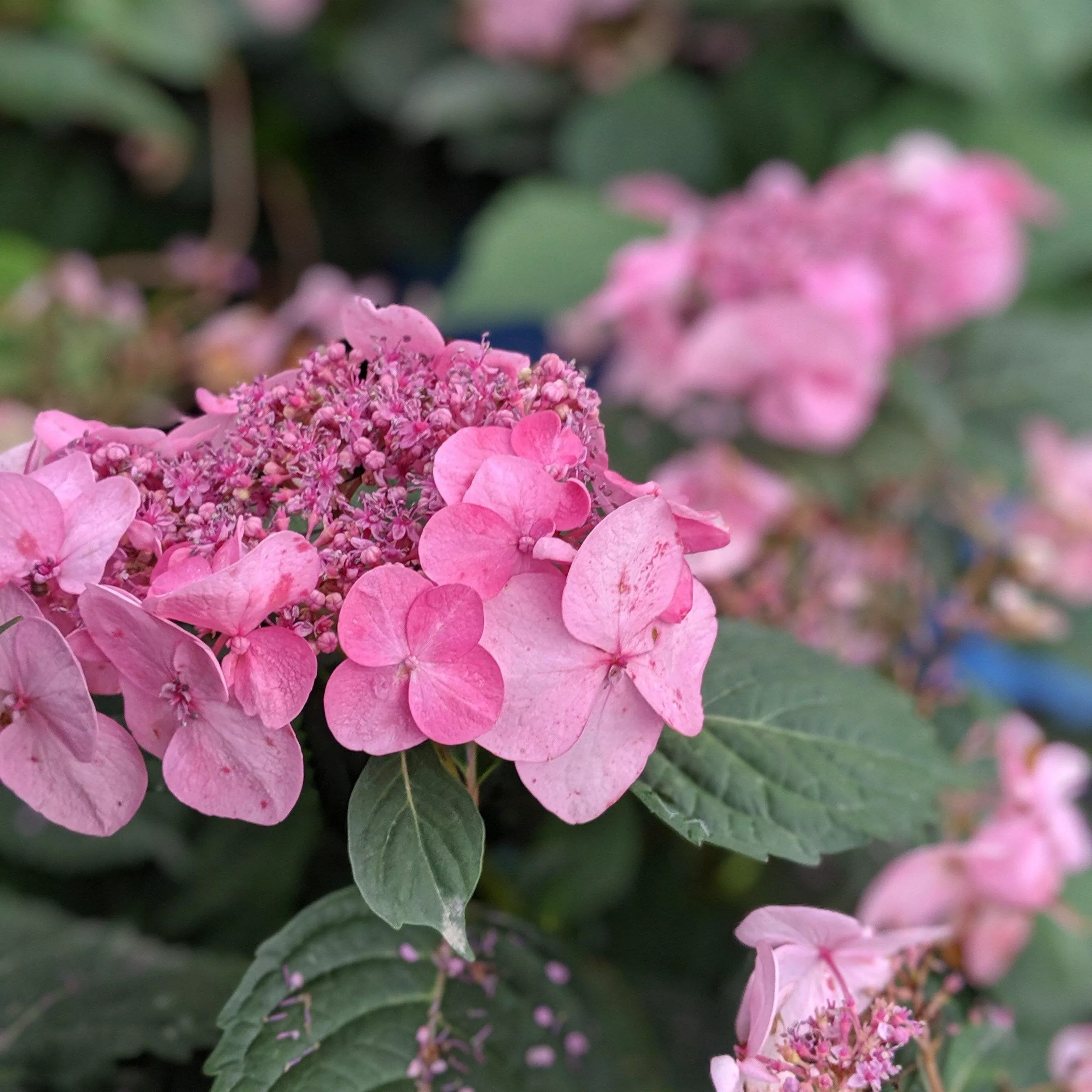 Hydrangea macrophylla 'PIIHM-I'- Endless Summer Twist N Shout™ Hydrangea
