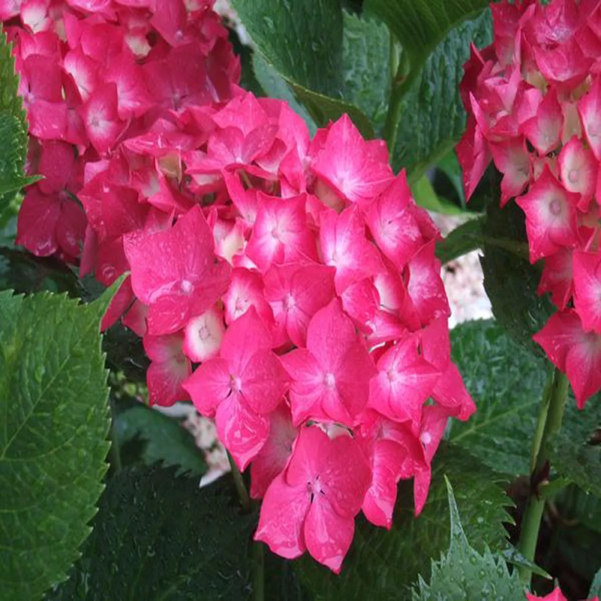 Hydrangea macrophylla Red Red