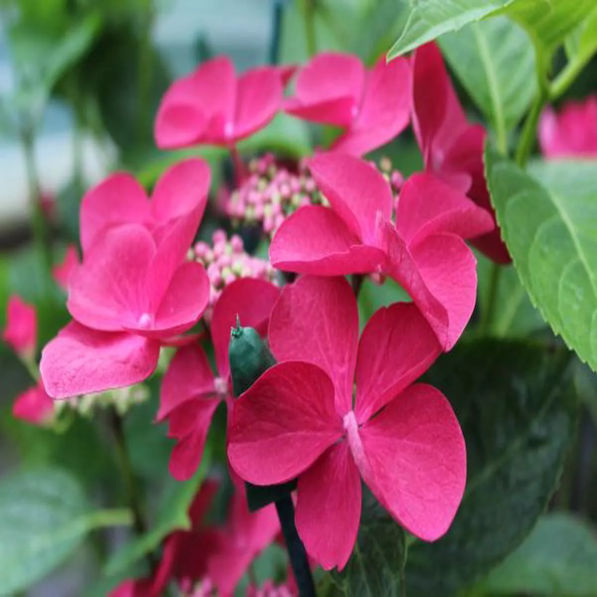 Hydrangea macrophylla Rotschwanz