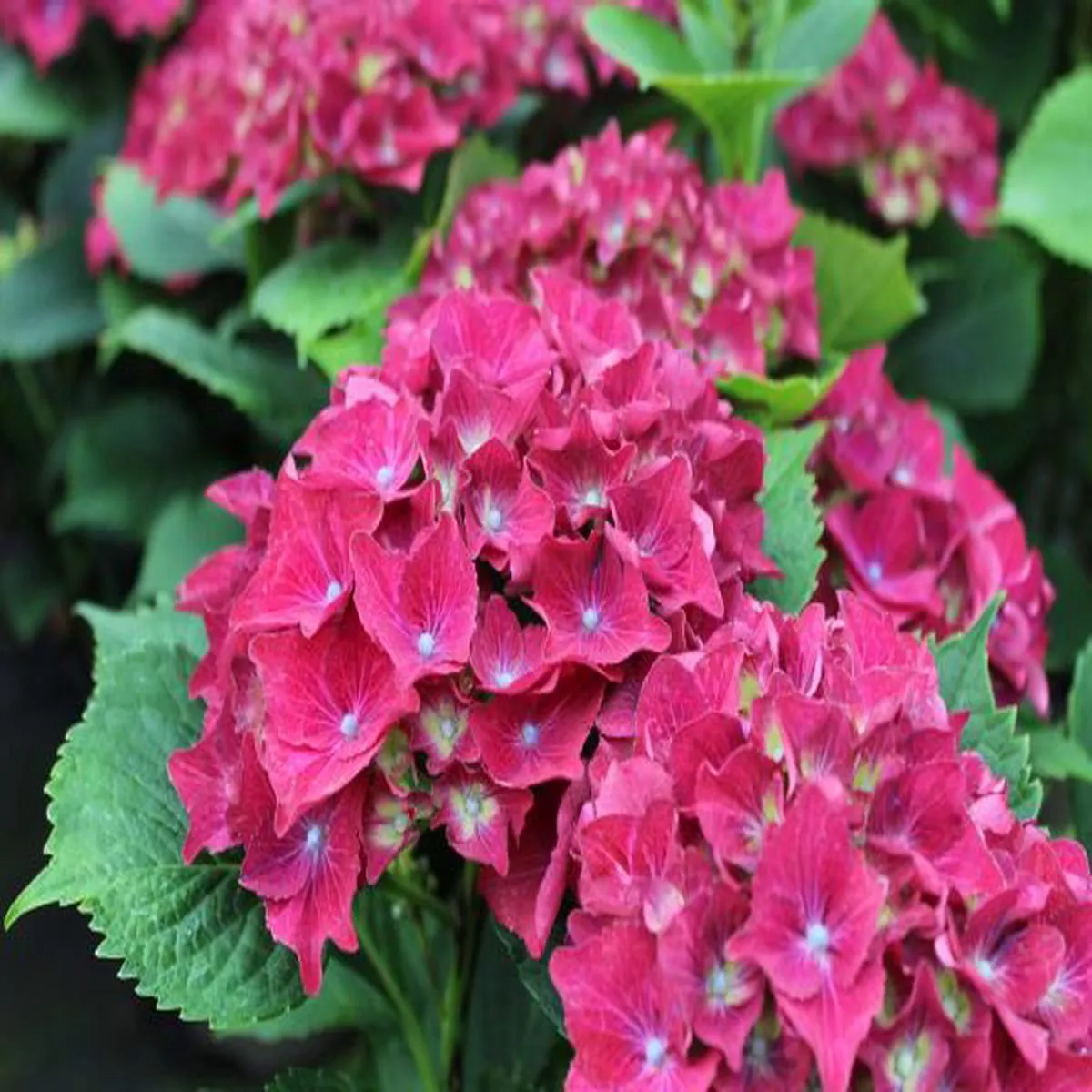 Hydrangea macrophylla Royal Red Lilac