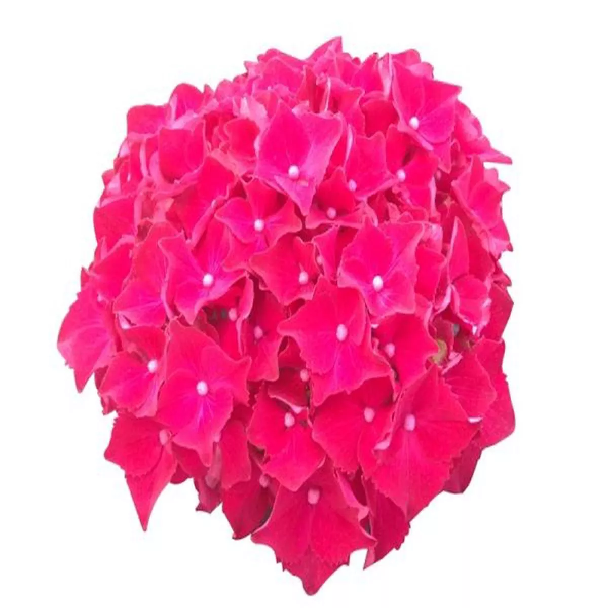 Hydrangea macrophylla Royal Red